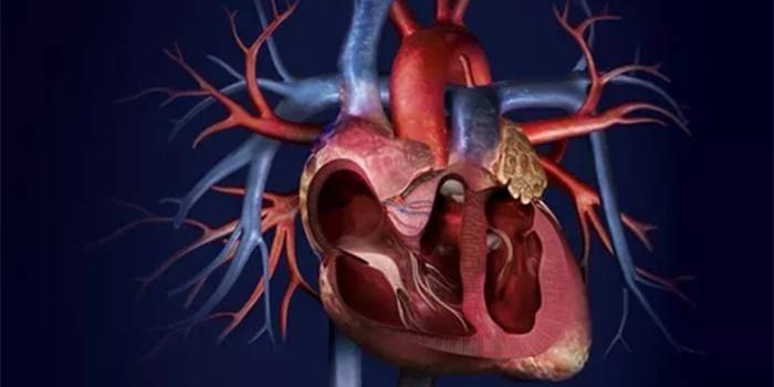 Сердце и кровеносные сосуды