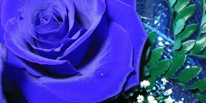 Роза с синими лепестками
