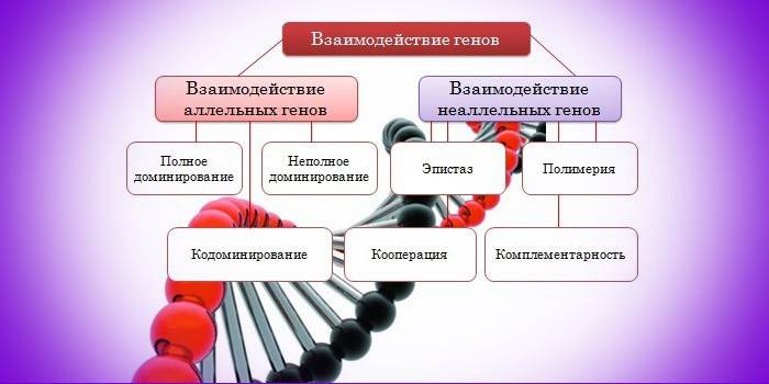 Взаимодействие генов в молекуле ДНК