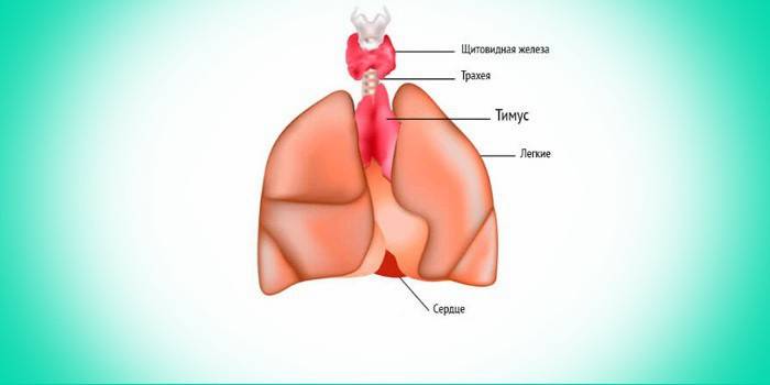 Щитовидная железа, тимус и легкие человека