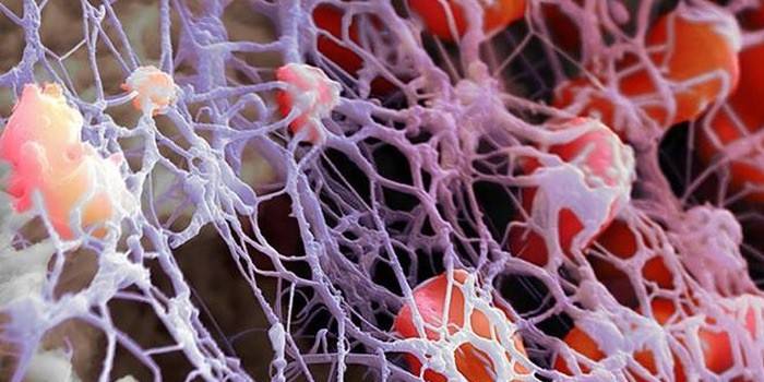 Клетка красного костного мозга
