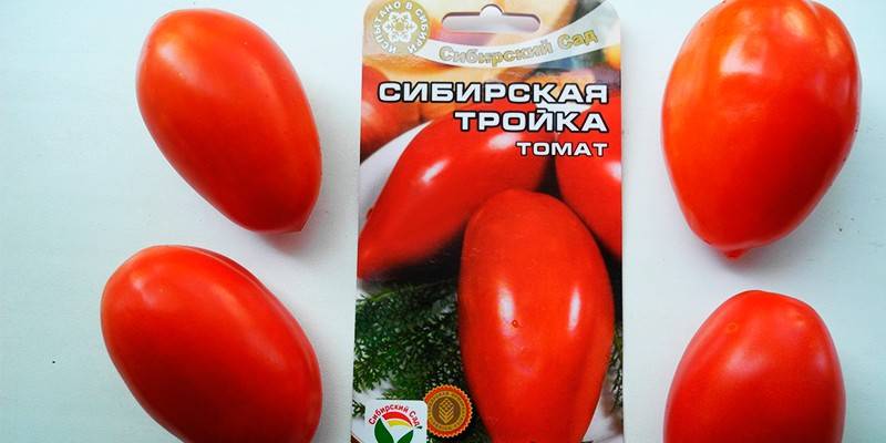 Сибирская тройка