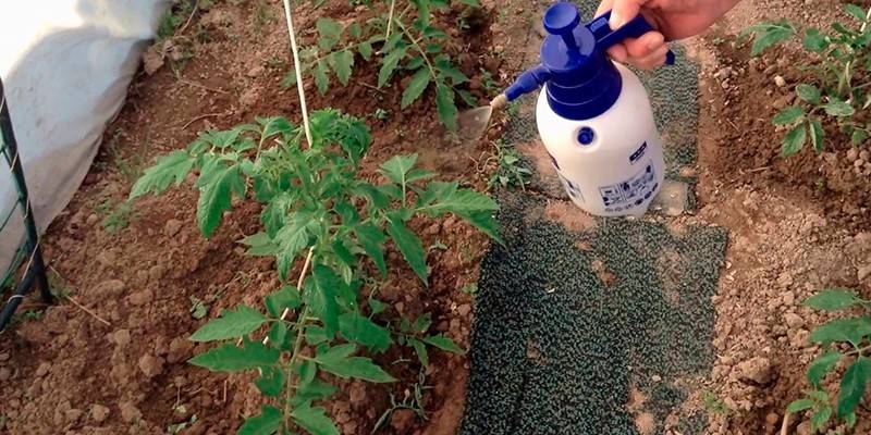 Борьба с фитофторой на помидорах в теплице