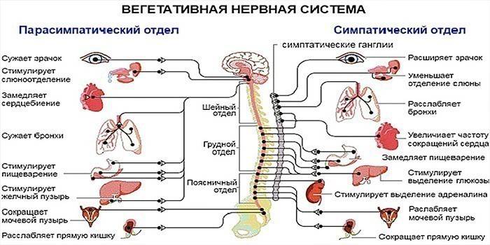 Симпатический и парасимпатический отделы вегетативной нервной системы