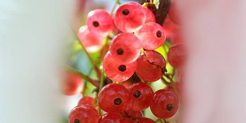 Голландская розовая
