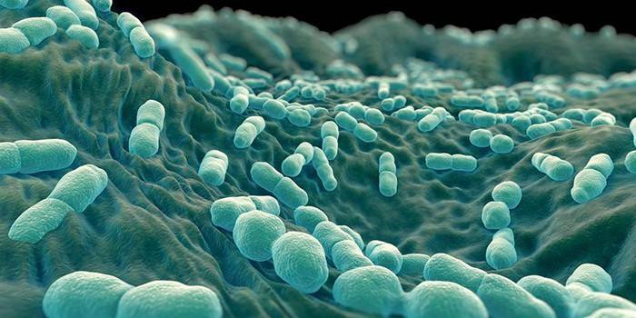 Бактерии Listeria monocytogenes под микроскопом