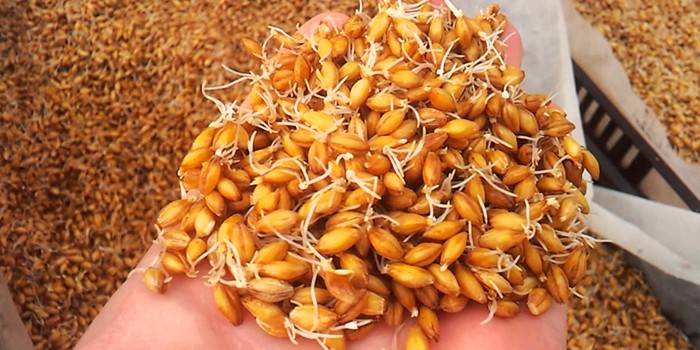 Проращивание пшеницы для самогона