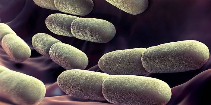 Образование йодофильных бактерий