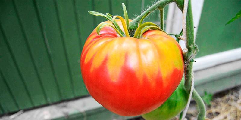 Розовый фламинго