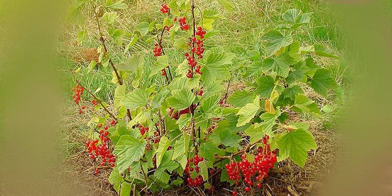 Ríbes rubrum