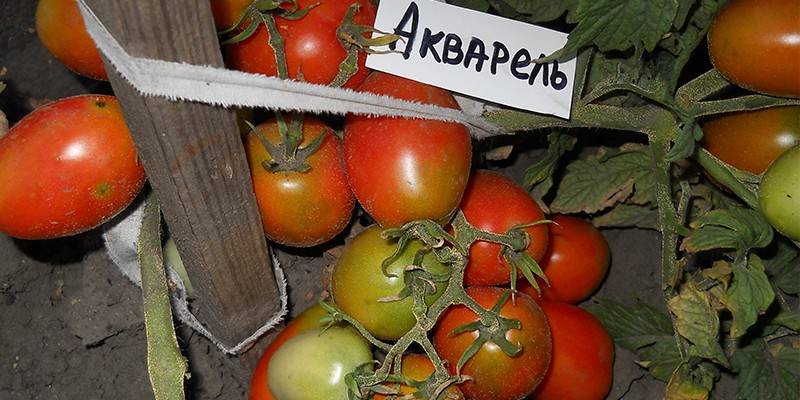 Помидоры Акварель