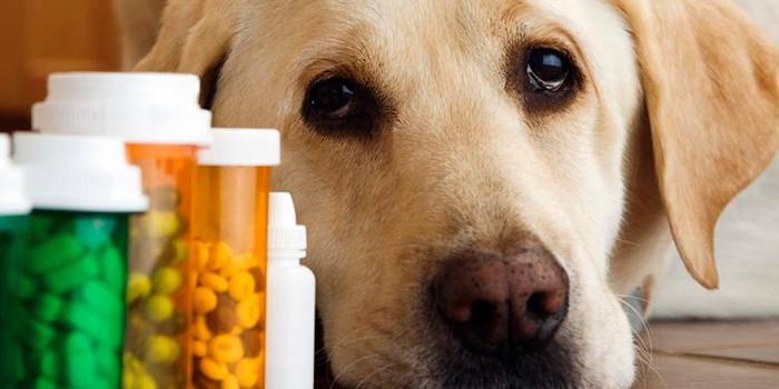 Лекарственные препараты для животных
