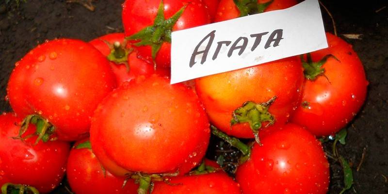 Агата
