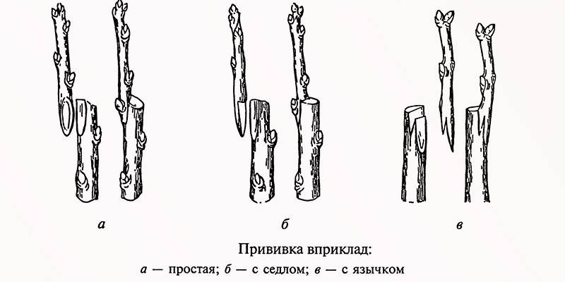 Схема в приклад