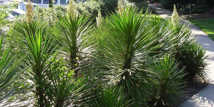 Yucca aloifolia в ландшафтном дизайне