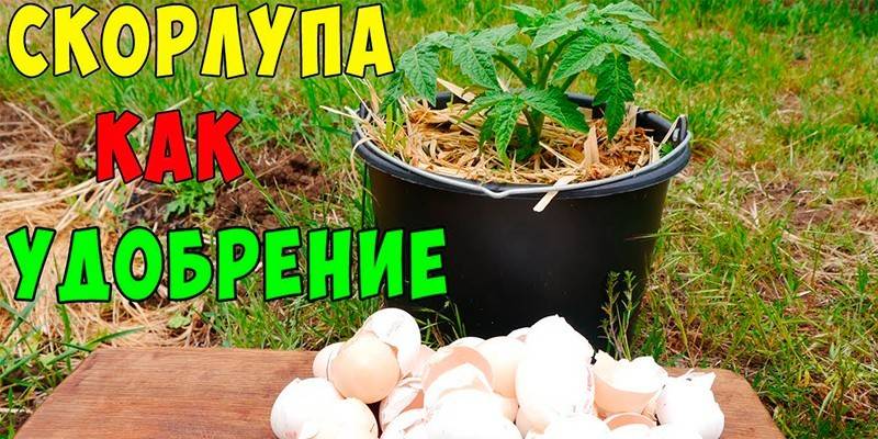 Скорлупа как удобрение для огорода