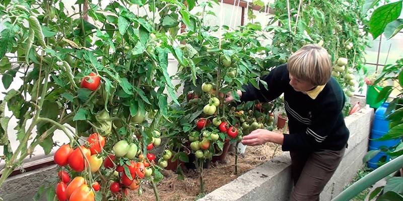 Женщина ухаживает за томатами в теплице
