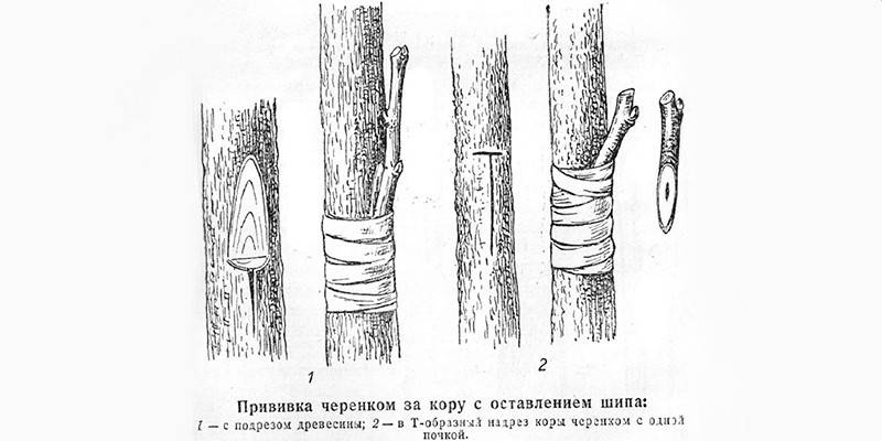 Схема прививки за кору