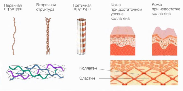 Картинка как коллаген влияет на кожу