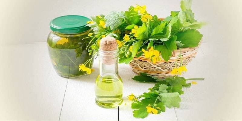 Цветы и сок чистотела