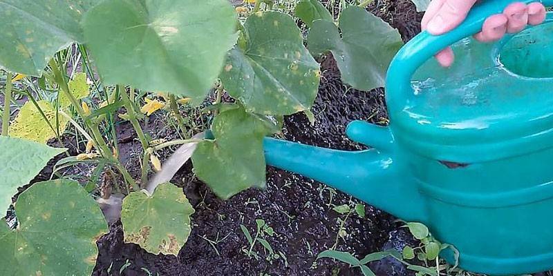Полив огурцов удобрением