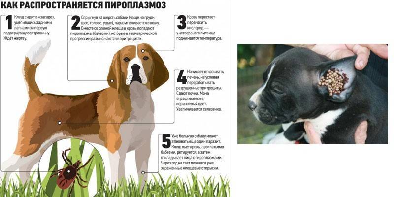 Цикл распространения пирполазмоза собак