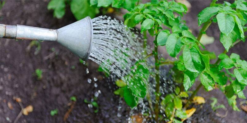 Полив картофеля раствором горчицы