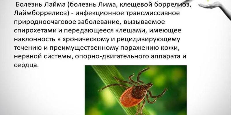 Что такое болезнь Лайма