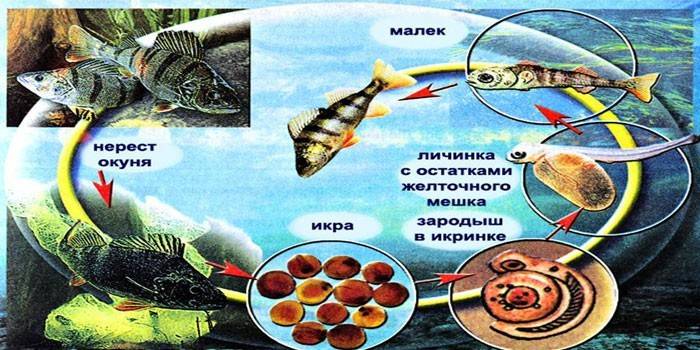 Онтогенез рыбы