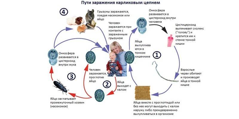 Пути заражения карликовым цепнем