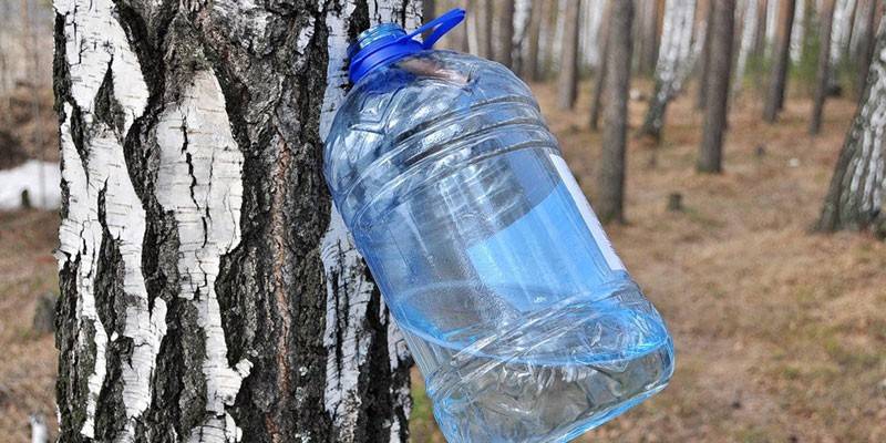 Сбор березового сока