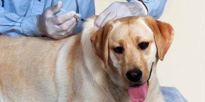 Ветеринар делает инъекцию собаке