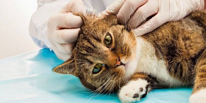 Ветеринар осматривает уши кошки