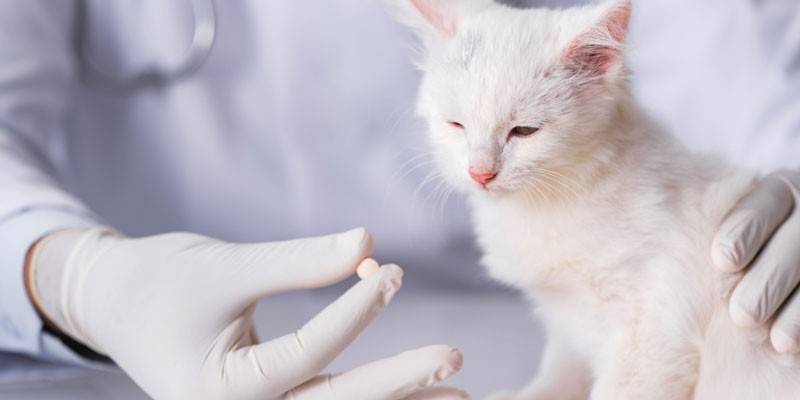 Ветеринар дает кошке таблетку