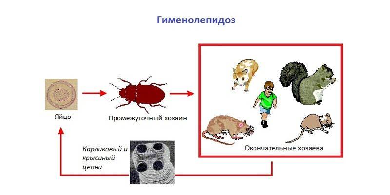 Схема гименолепидоза
